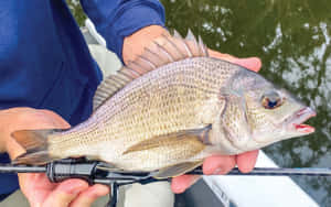 Freshwater Bream Caught Fishing Wallpaper