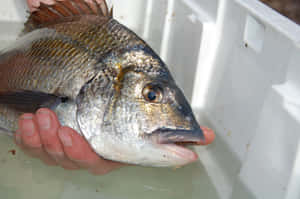 Freshwater Bream Held In Hand.jpg Wallpaper