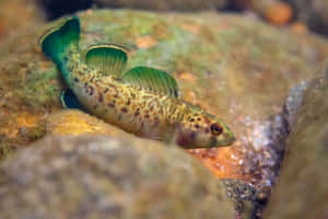 Freshwater Darter Fish Swimming Wallpaper