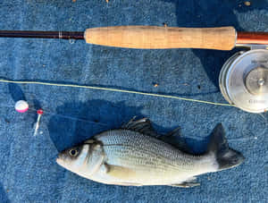 Freshwater Fishing Catchand Tackle.jpg Wallpaper