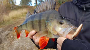 Freshwater Perch Catch Outdoors Wallpaper