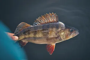 Freshwater Perch Caught Fishing Wallpaper