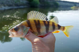 Freshwater Perch Caught Fishing Trip.jpg Wallpaper