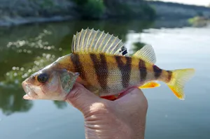 Freshwater Perch Caught Fishing Trip.jpg Wallpaper
