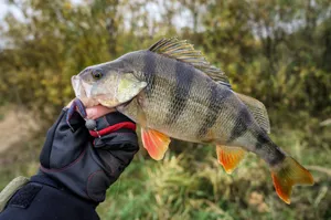 Freshwater Perch Heldin Hand Wallpaper