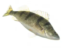 Freshwater Perch Side View Wallpaper