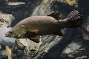 Freshwater Perch Swimming Aquarium Wallpaper