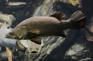 Freshwater Perch Swimming Aquarium Wallpaper