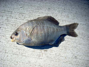 Freshwater Perchon Concrete Wallpaper