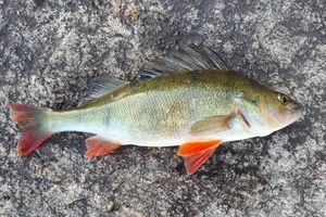 Freshwater Perchon Rock Wallpaper