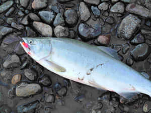 Freshwater Pink Salmonon Rocks Wallpaper