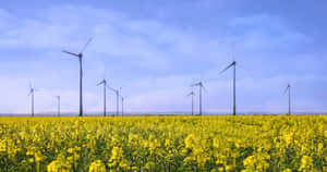 Freshwater Resources Are Essential For Sustaining Life Wallpaper