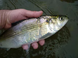 Freshwater Shad Caught Fishing.jpg Wallpaper