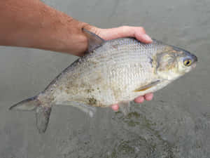 Freshwater Shad Caughtin Hand.jpg Wallpaper