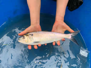 Freshwater Shad Held Over Blue Bucket Wallpaper