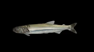 Freshwater Smelt Fish Black Background Wallpaper