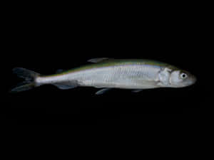 Freshwater Smelt Fish Black Background Wallpaper