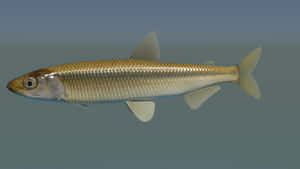 Freshwater Smelt Fish Wallpaper