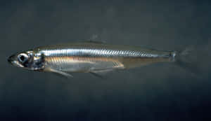 Freshwater Smelt Side View Wallpaper