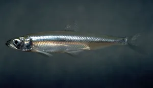 Freshwater Smelt Side View Wallpaper