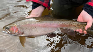 Freshwater Steelhead Catch Wallpaper