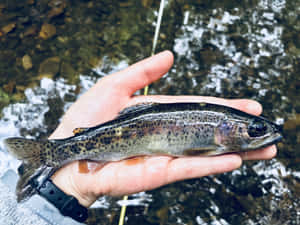 Freshwater Troutin Hand.jpg Wallpaper