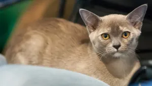 Friendly And Playful Burmese Cat Resting Wallpaper