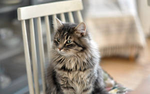 Friendly Furry Cat Chilling In A Chair Wallpaper