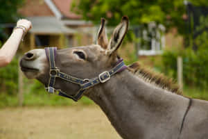 Friendly Mule Receiving Treat Wallpaper