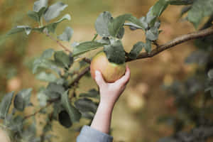 Friends Apple Picking In A Lush Orchard Wallpaper