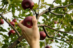 Friends Apple Picking Together At An Orchard Wallpaper