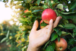 Friends Enjoying A Day Of Apple Picking Wallpaper