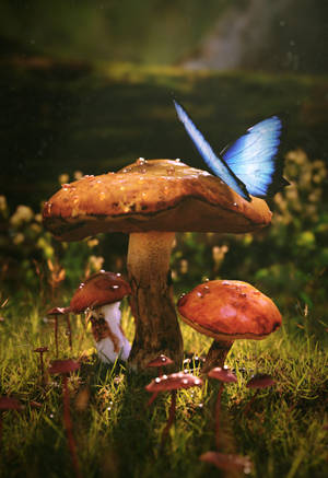 Friendship Between A Mushroom And Butterfly Wallpaper