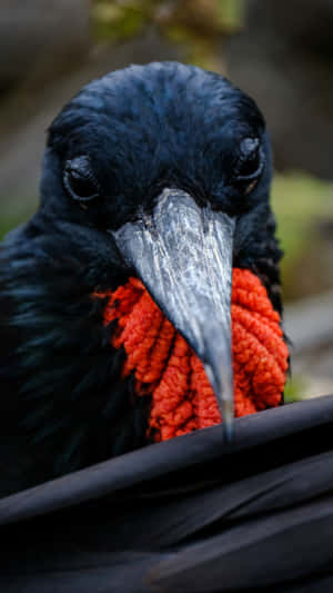 Frigatebird Close Up Portrait Wallpaper