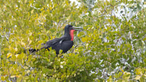 Frigatebird Perchedin Greenery Wallpaper