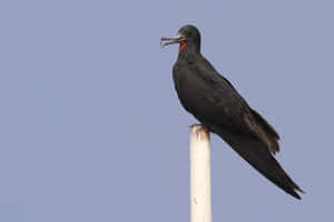 Frigatebird Perchedon Pole Wallpaper