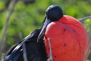 Frigatebird_with_ Inflated_ Gular_ Sac Wallpaper