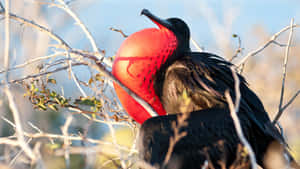 Frigatebird_with_ Inflated_ Gular_ Sac Wallpaper