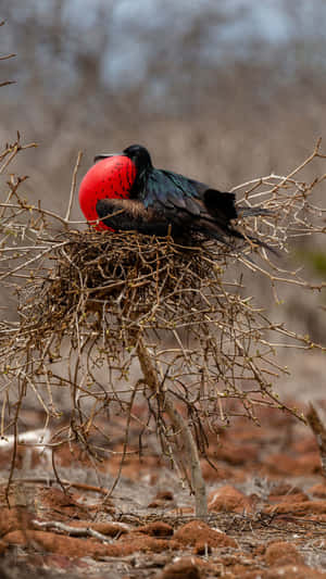 Frigatebird_with_ Inflated_ Red_ Gular_ Sac Wallpaper