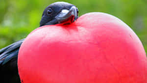 Frigatebird With Inflated Red Gular Sac Wallpaper