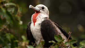 Frigatebird With Red Gular Sac Wallpaper