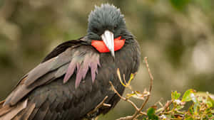 Frigatebird_with_ Red_ Gular_ Sac.jpg Wallpaper