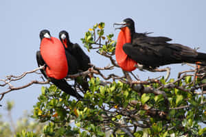 Frigatebirds Displaying Red Gular Sacs Wallpaper