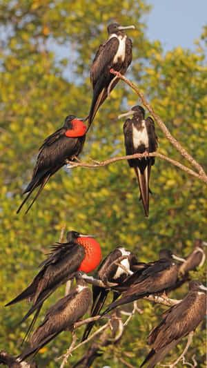 Frigatebirds Perchedon Branches Wallpaper