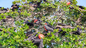 Frigatebirds Restingin Tree Wallpaper