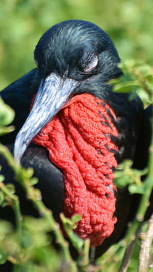 Frigatebirdwith Red Gular Sac Wallpaper