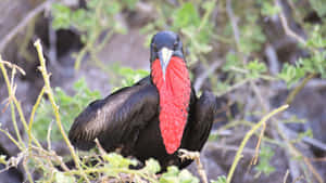 Frigatebirdwith Red Gular Sac Wallpaper