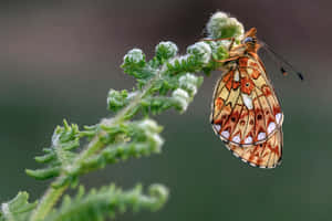 Fritillary Butterflyon Fern Wallpaper
