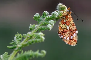 Fritillary Butterflyon Fern Wallpaper