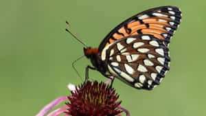 Fritillary Butterflyon Flower Wallpaper